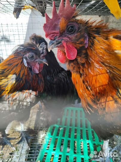 Молодые петухи