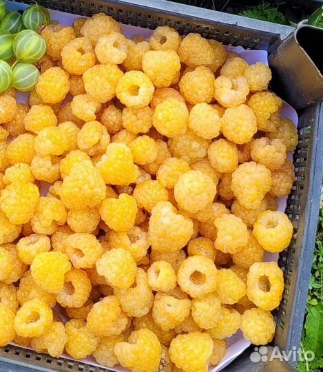 Саженцы желтой малины