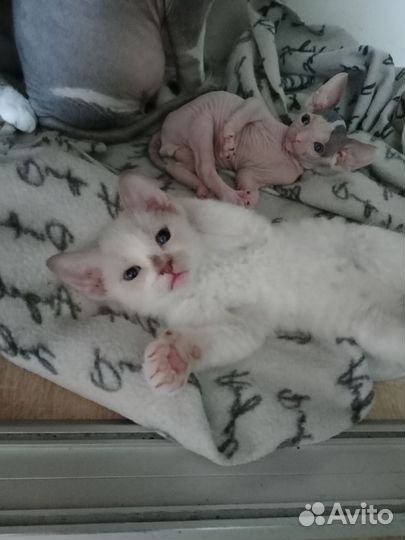 Донской сфинкс котята