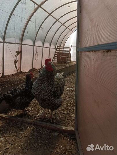 Куры петухи