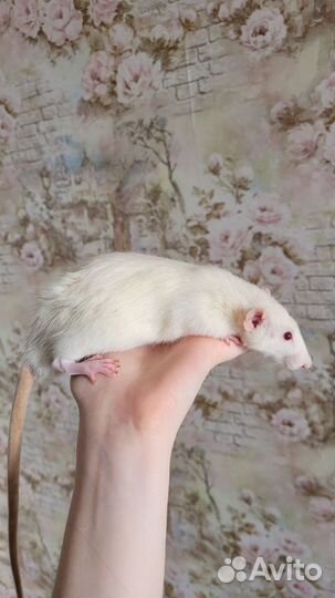 Крыса дамбо