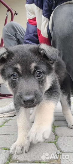 Щенок немецкой овчарки