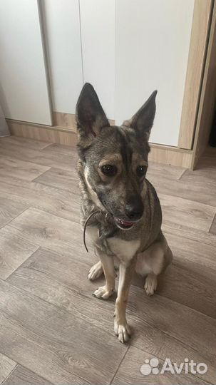 Собака- компаньон Дина