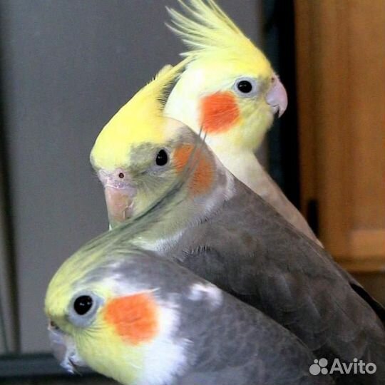 Попугаи разных пород