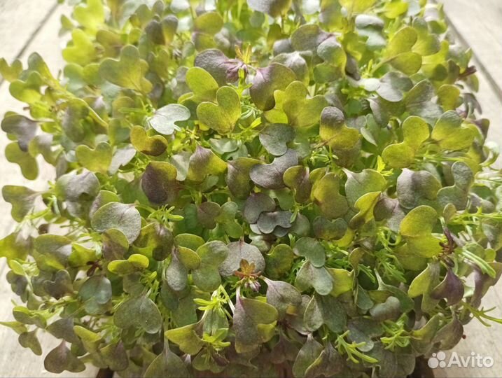 Семена микрозелени и остальное