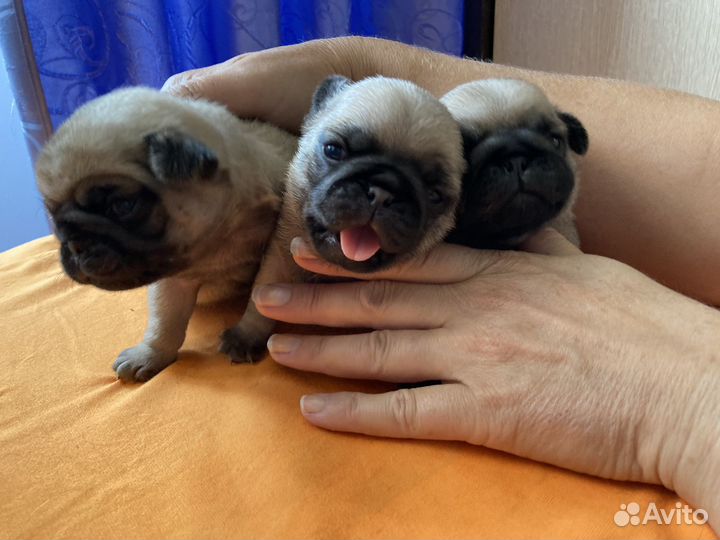 Щенки мопса