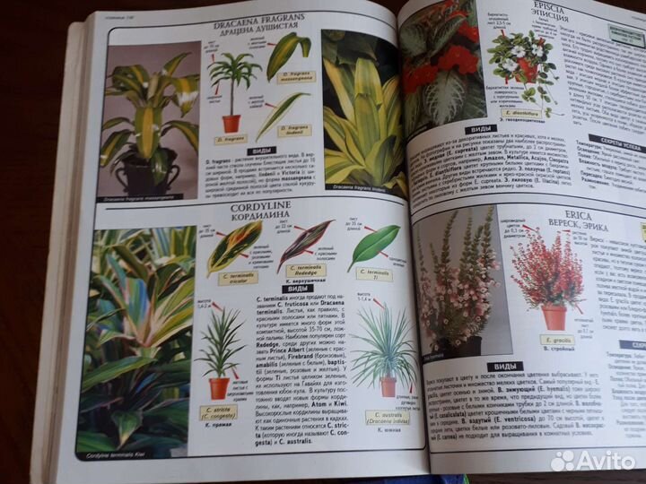 Книга о комнатных растениях