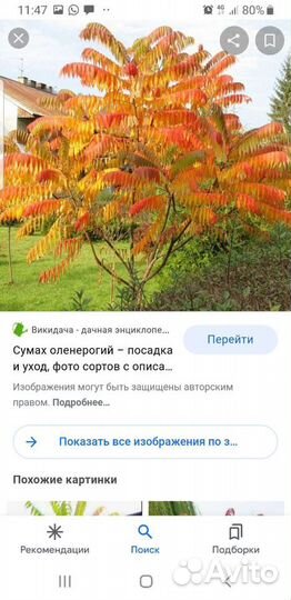 Суммах оленерогий
