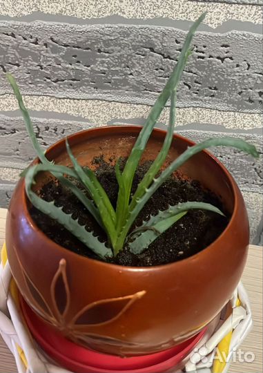 Алоэ и кротон