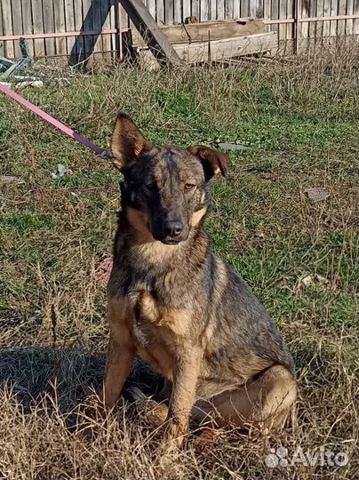 Верный пёс Хатик