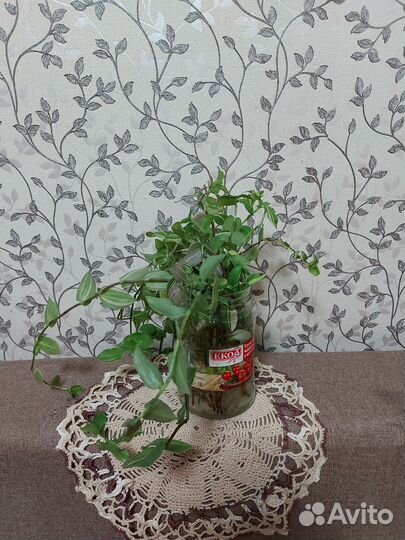 Комнатные растения