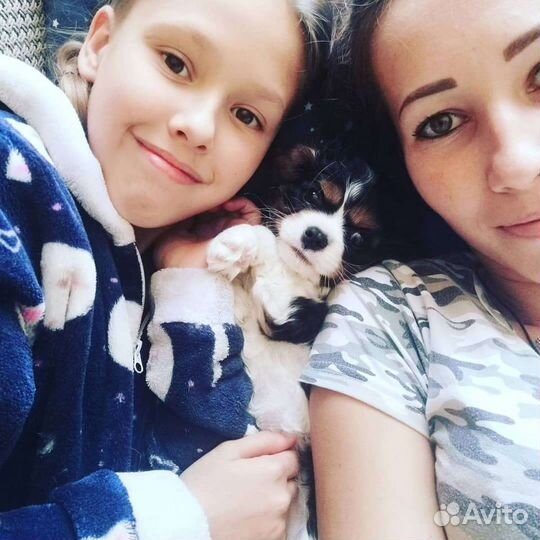 Передержка домашних животных