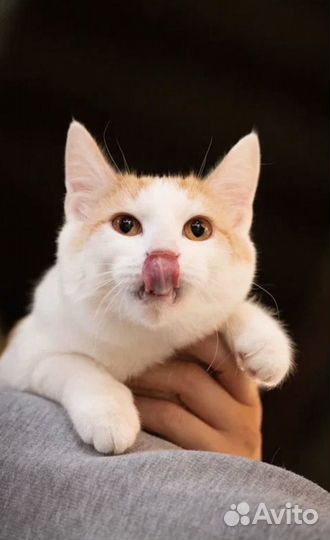 Котик из приюта