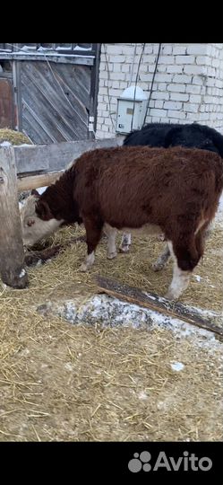 Телки и только телки