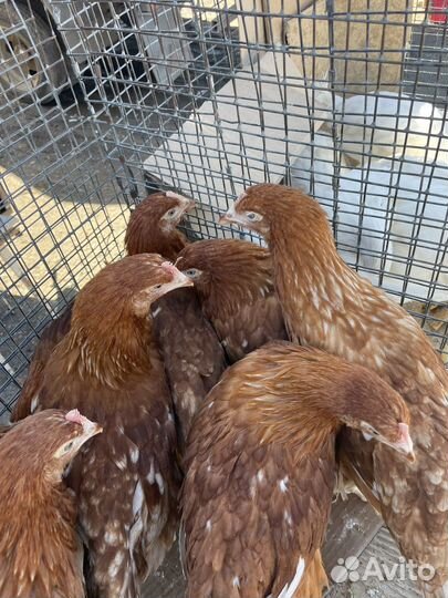 Мулларды утки чирри вилли доминанты куры несущки