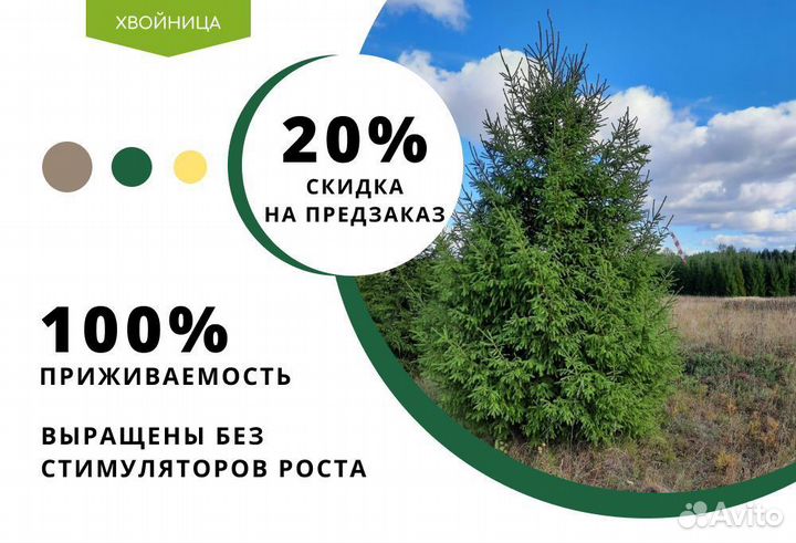 Туи Брабант 3,2 м