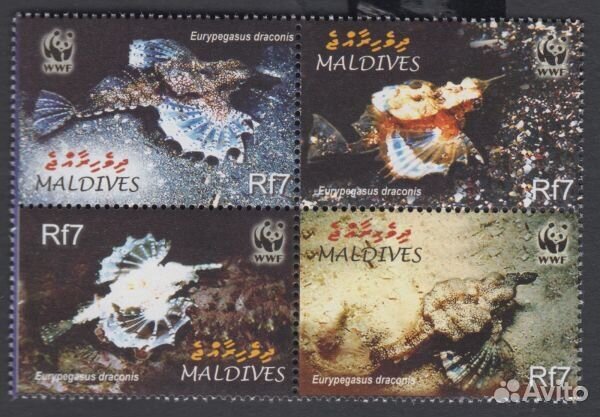 Мальдивы, 2004. Морская фауна