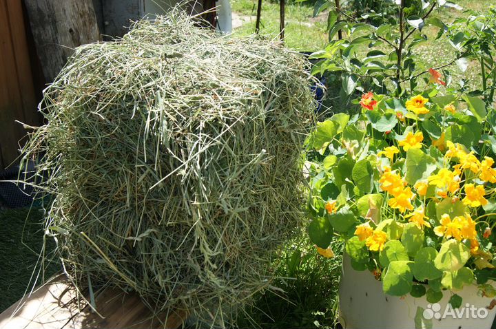 Сено луговое