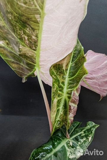 Алоказия Пинк дракон альбо вар