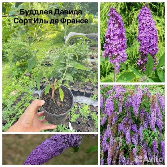 Буддлея Давида