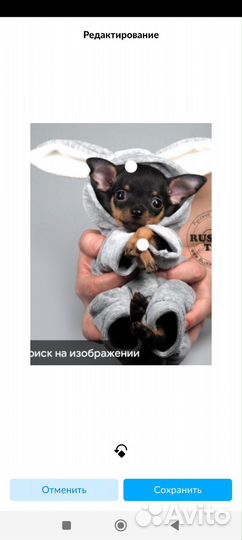 Мини той-терьер