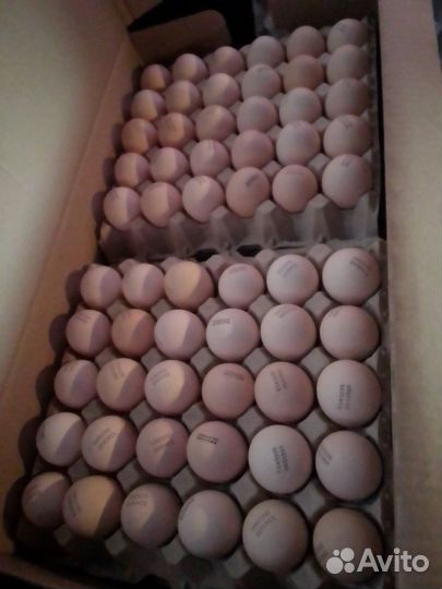 Инкубационное яйцо бройлера росс 308 Венгрия