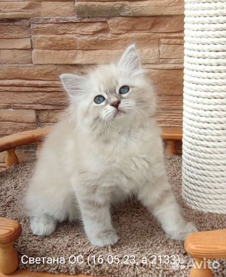 Невская маскарадная сибирские котята девочки