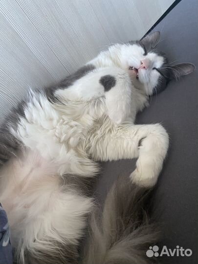 Пристрою кошку