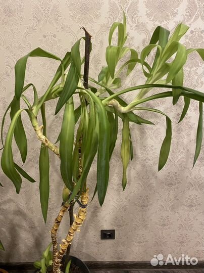 Юкка пальма домашняя