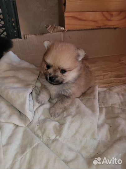 Мини куколки