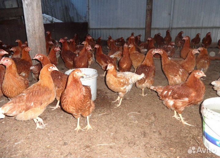 Куры несушки с доставкой