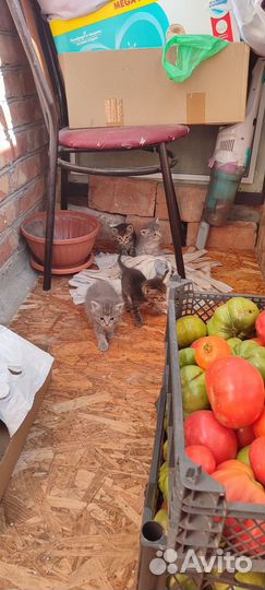 Котята в добрые руки приучены к лотку