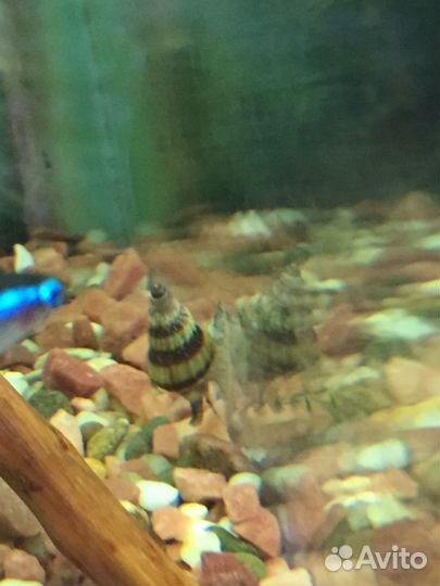 Улитка Хелена