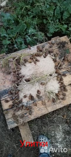 Улитки / малек