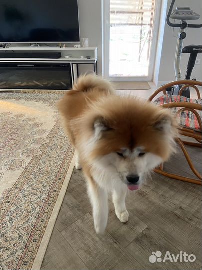 Случка, вязка