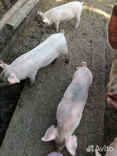 Поросята