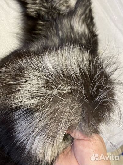 Воротник из чернобурки