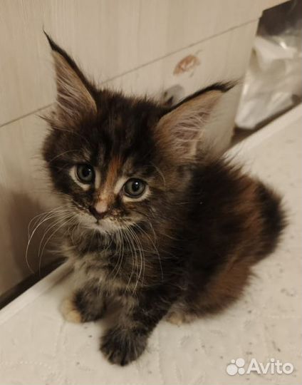 Продаются котята Мейн-Кун