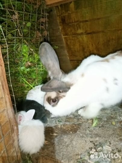 Кролики мясных пород