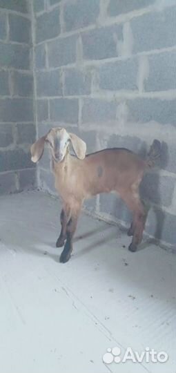 Продам козочек