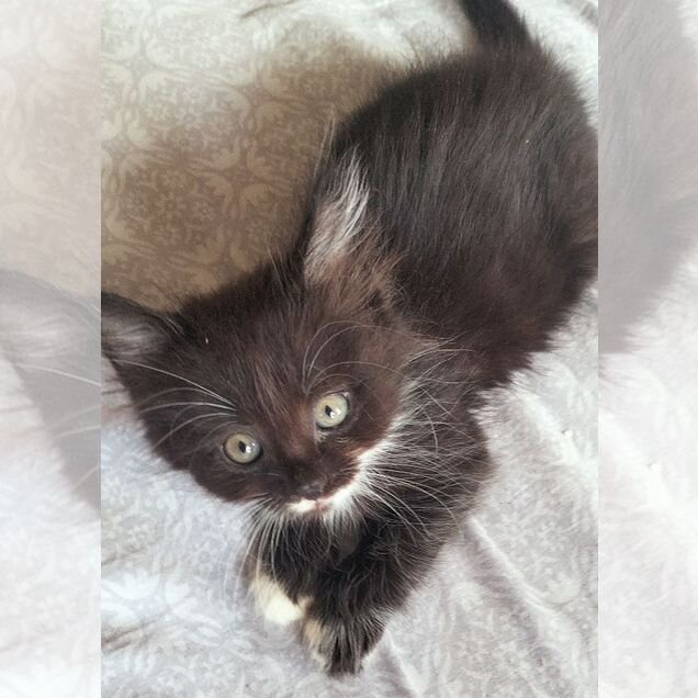 Котёнок в добрые руки