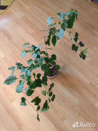 Бугенвиллея