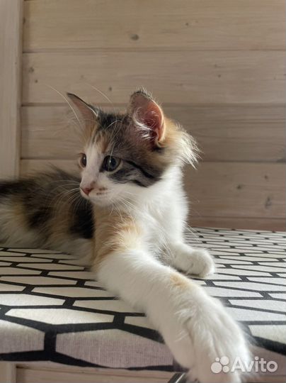 Котята в добрые руки бесплатно