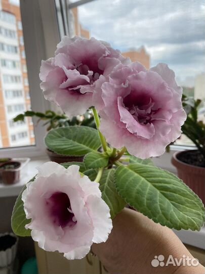 Глоксиния махровая