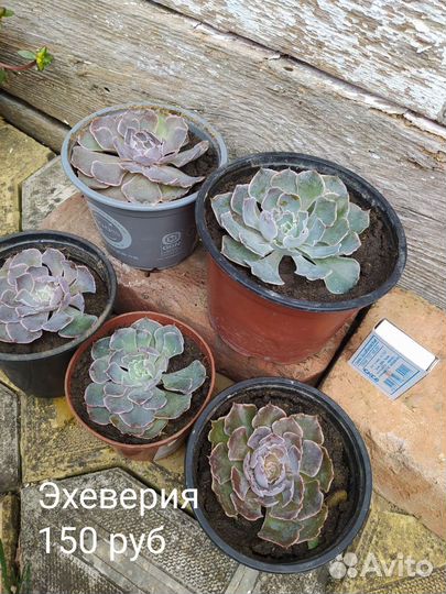 Суккуленты