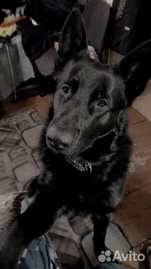 Восточноевропейская овчарка