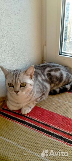 Шотландские прямоухие котята