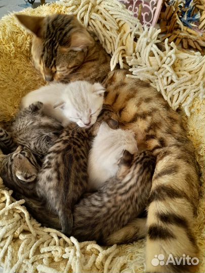 Кошки