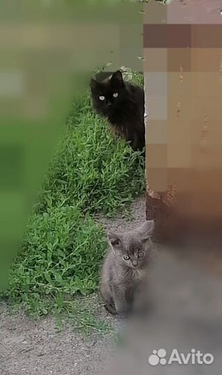 Котята в добрые руки