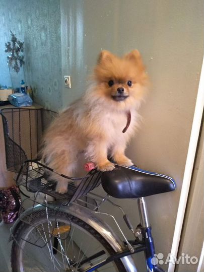 Померанский шпиц